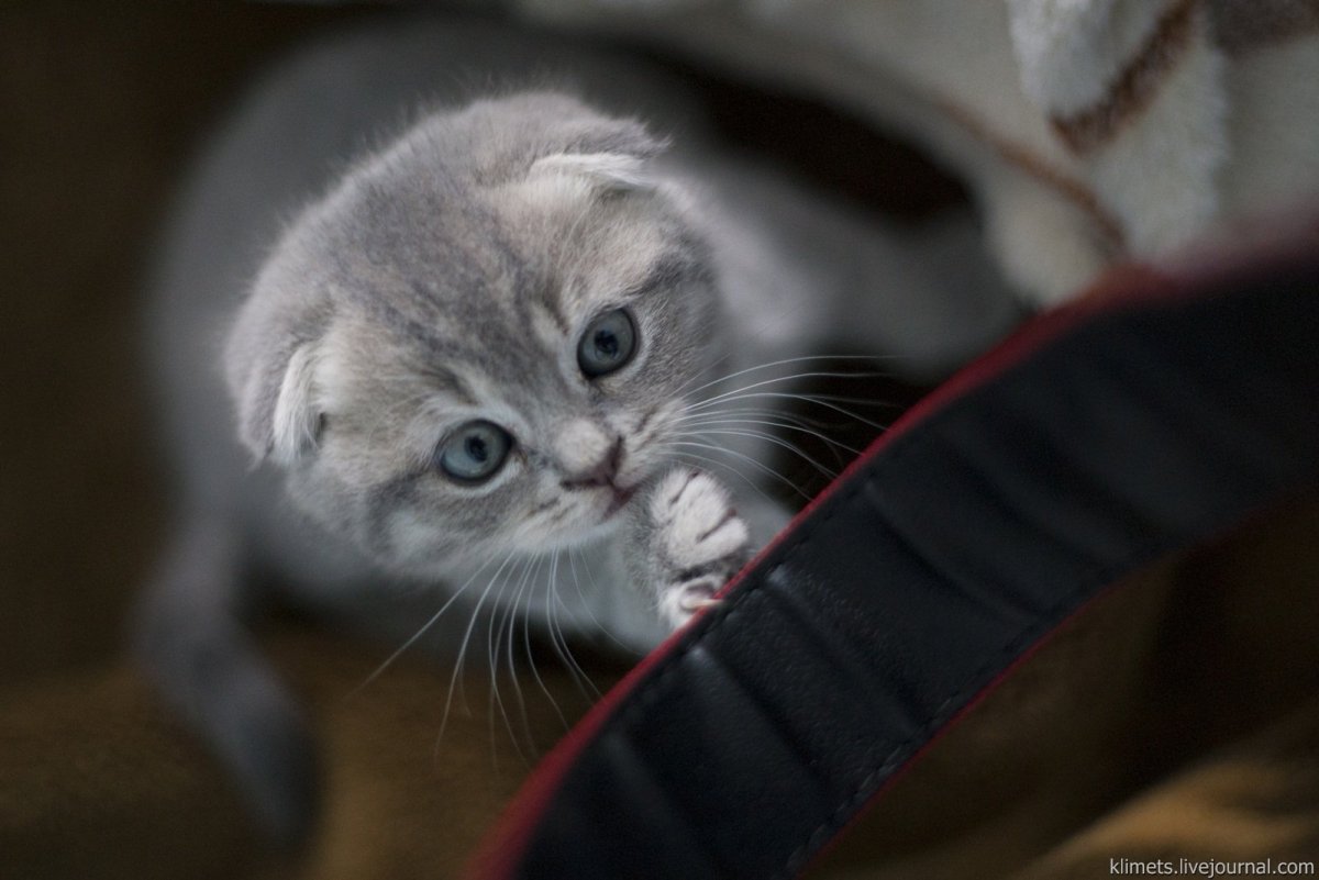 Вислоухие лысые котята