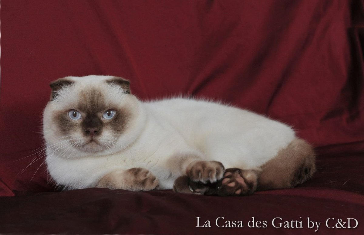 Сиамский Рэгдолл