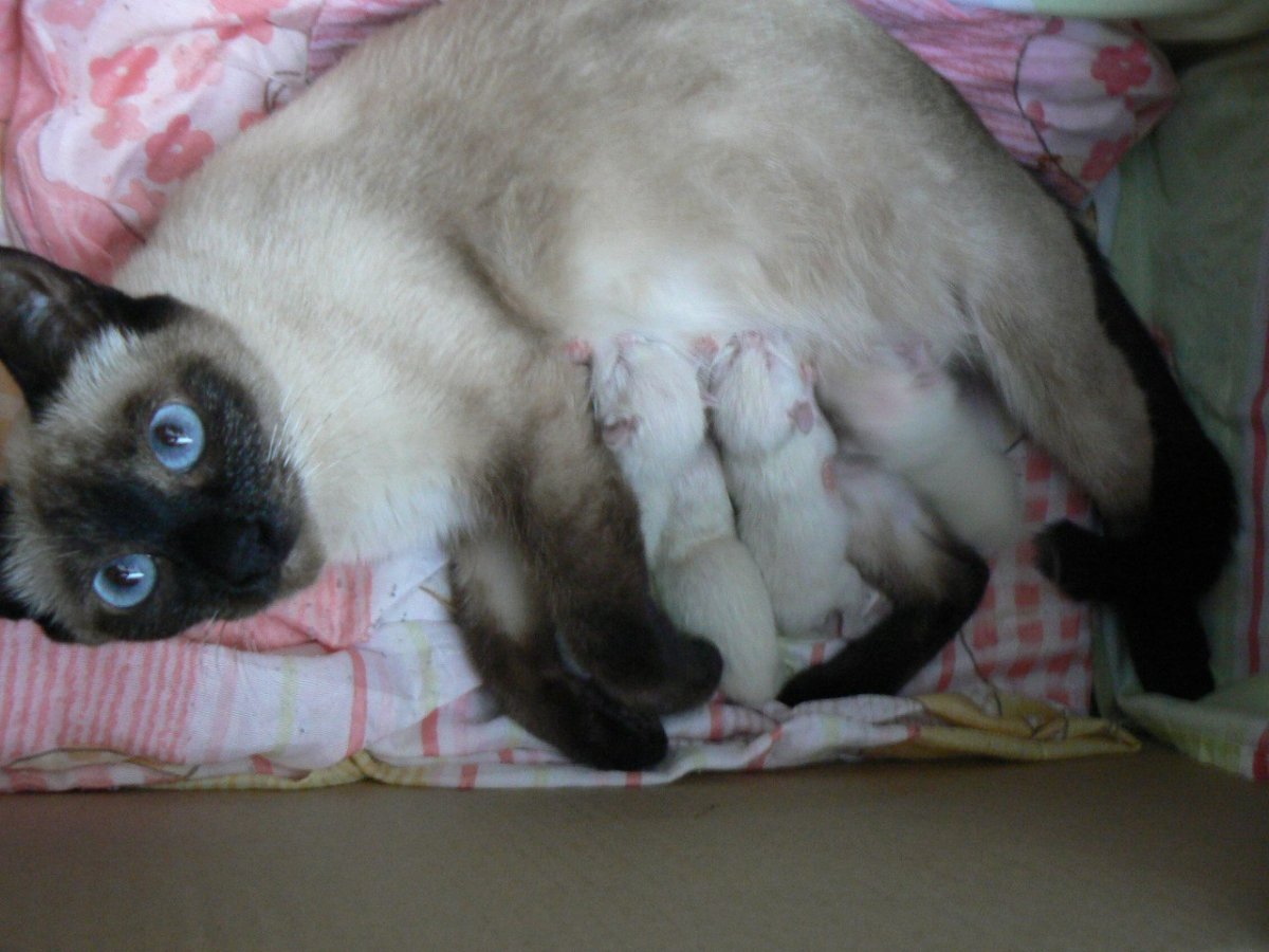 Сиамские котята Новорожденные
