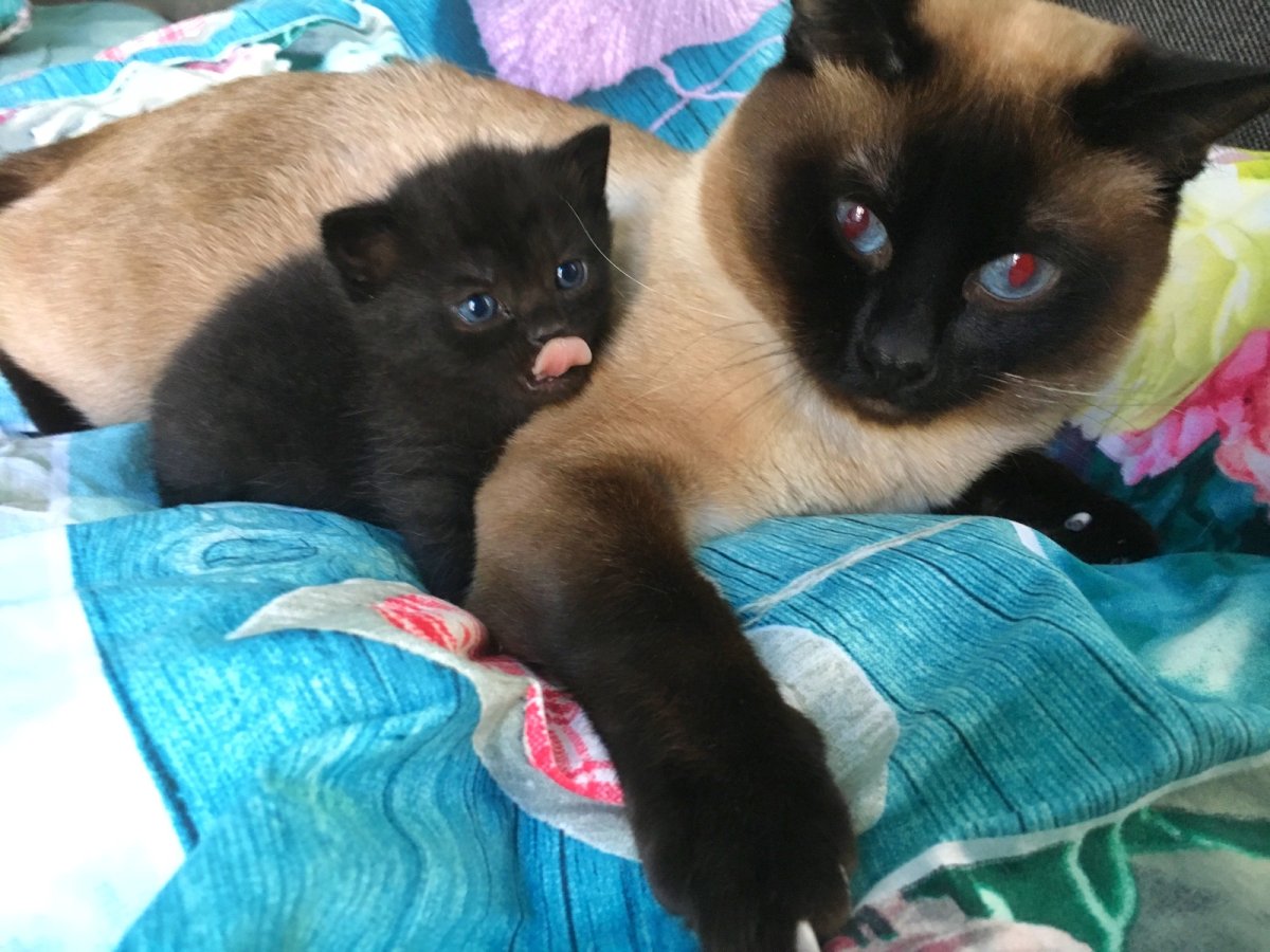 Шотландские вислоухие котята