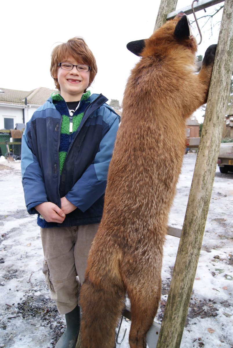 Лисы Эстетика