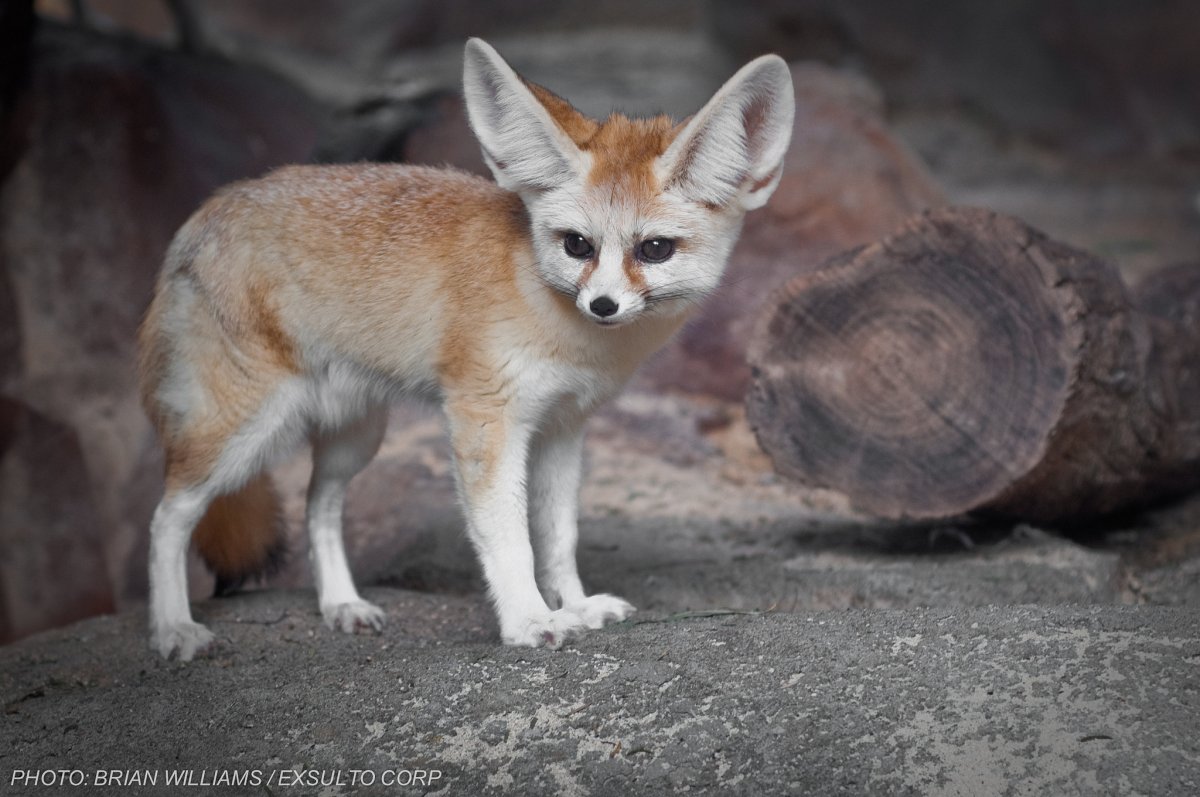 Кросс Фокс Лис