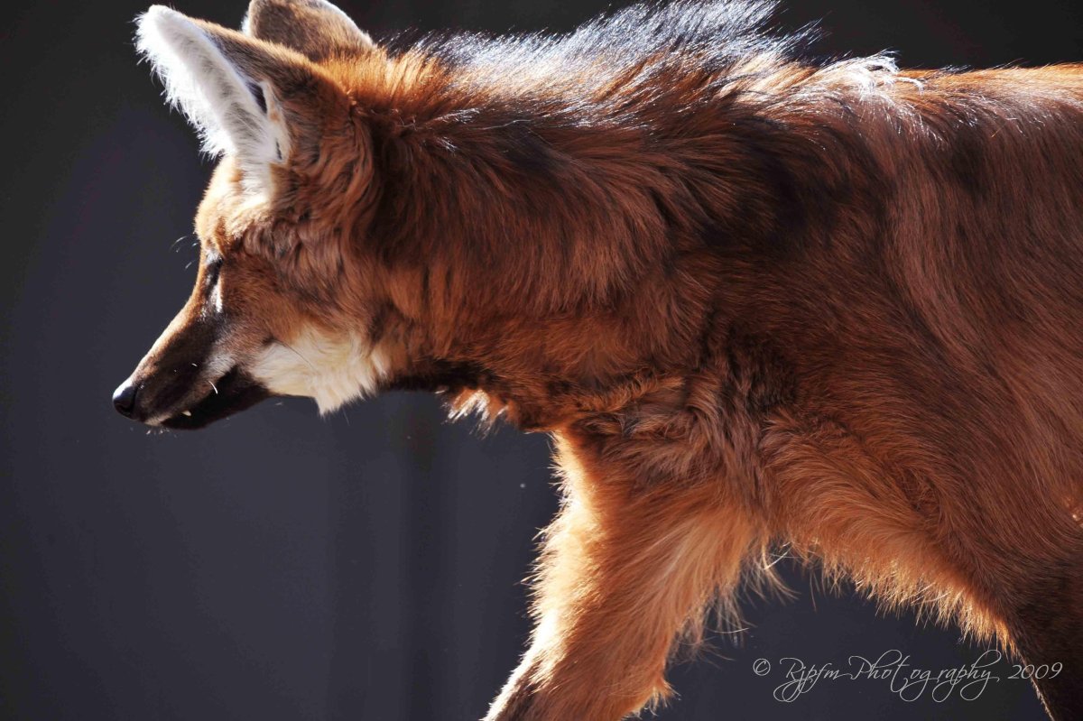 Джунипер Фокс