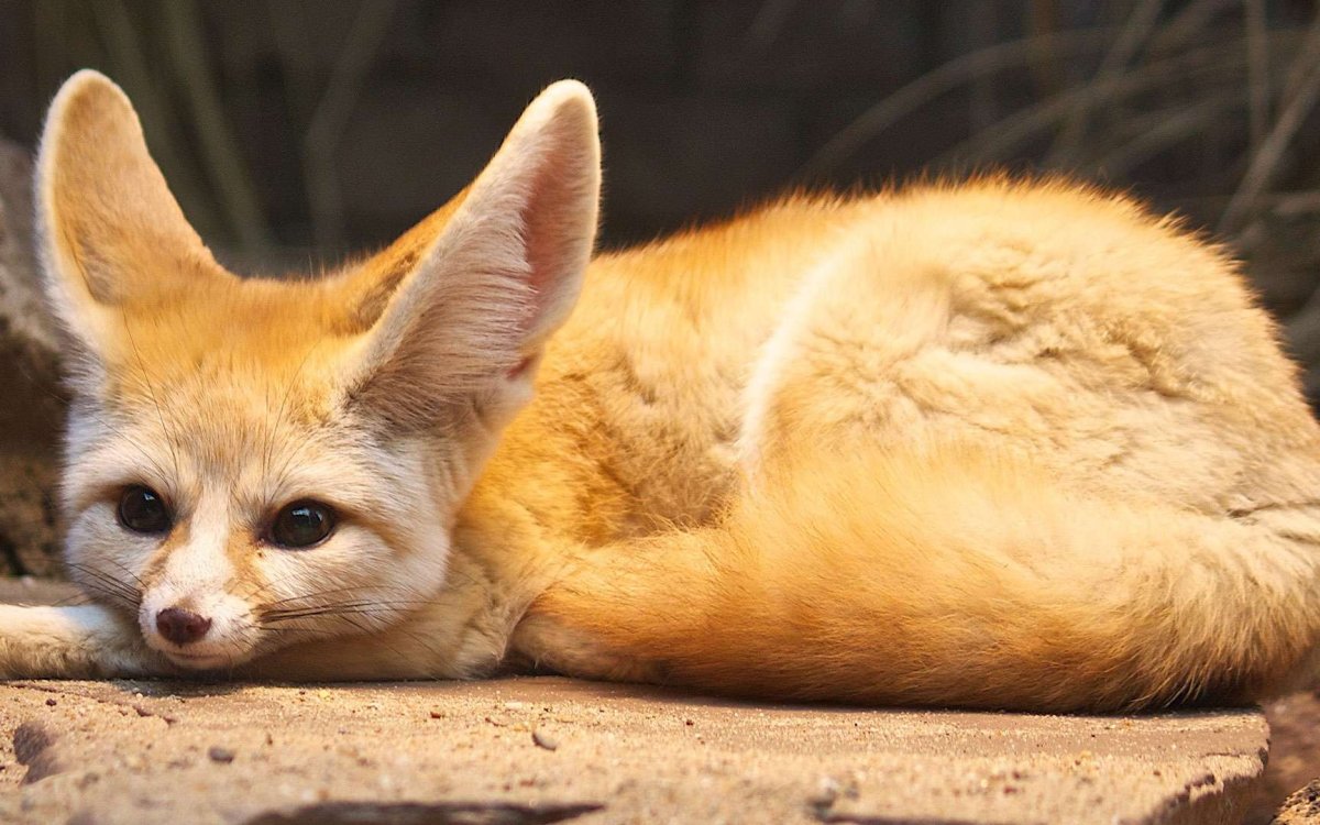 Лиса Эстетика