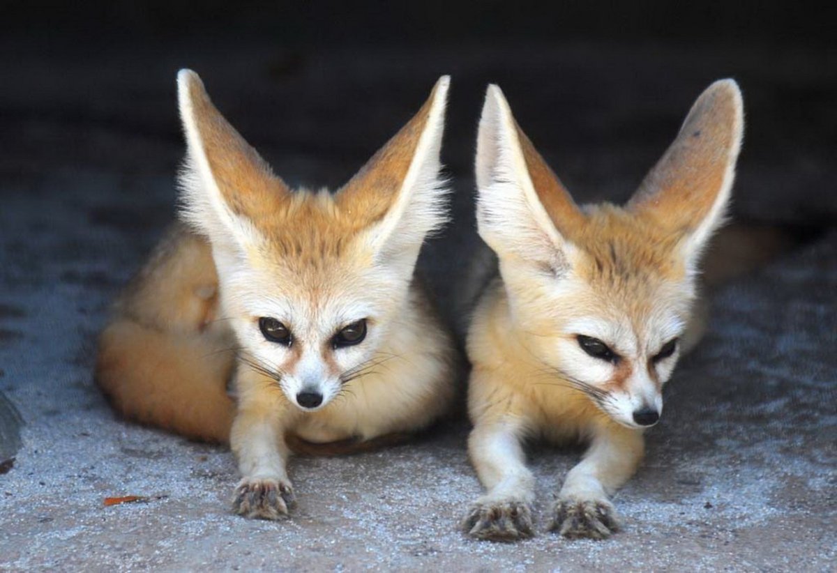 Гривистый волк арт