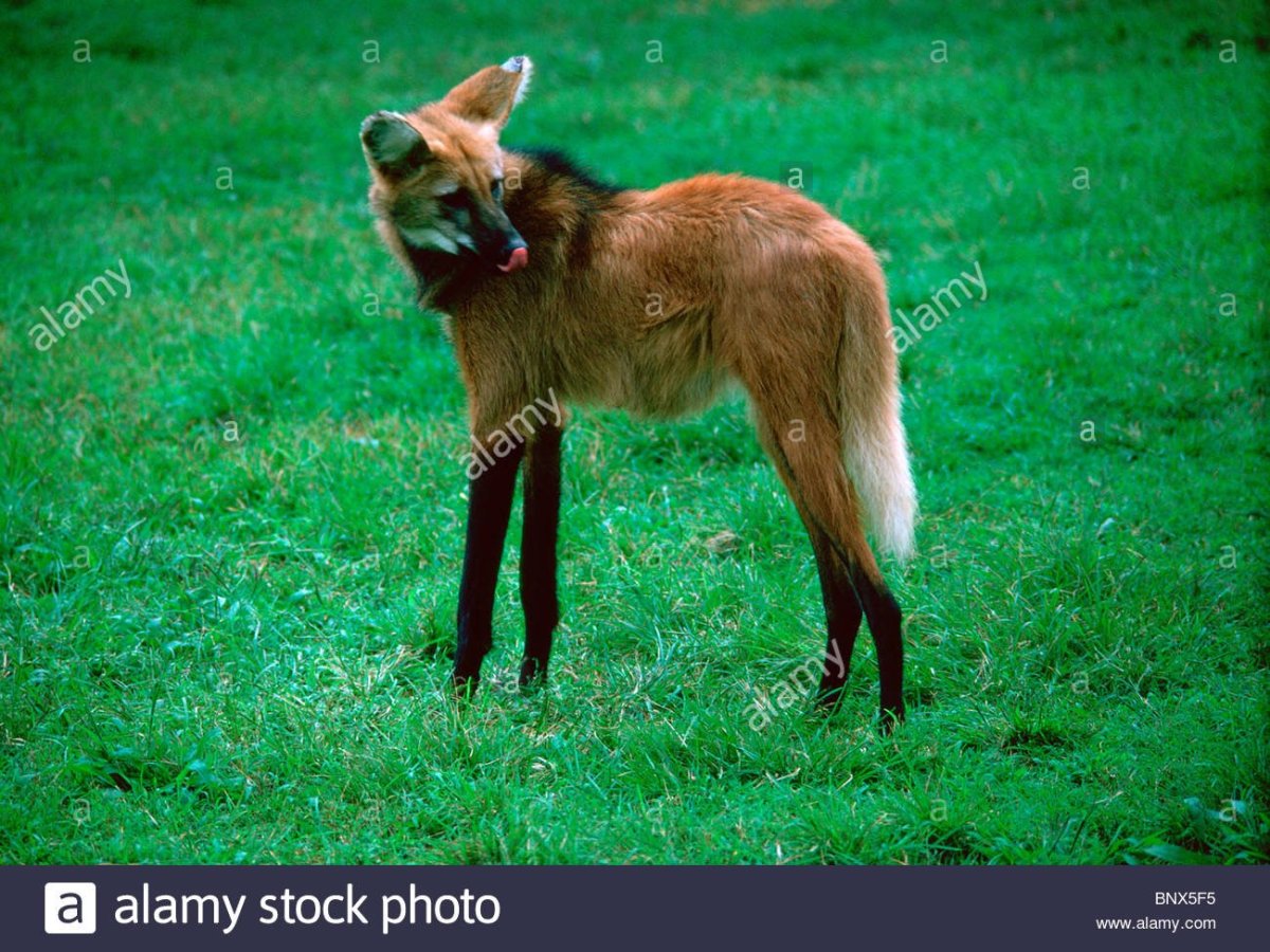 Гривистый волк (Chrysocyon brachyurus)
