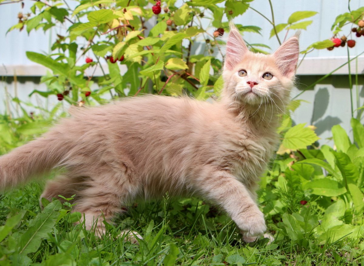 Котёнок Мейн-куна лиловый