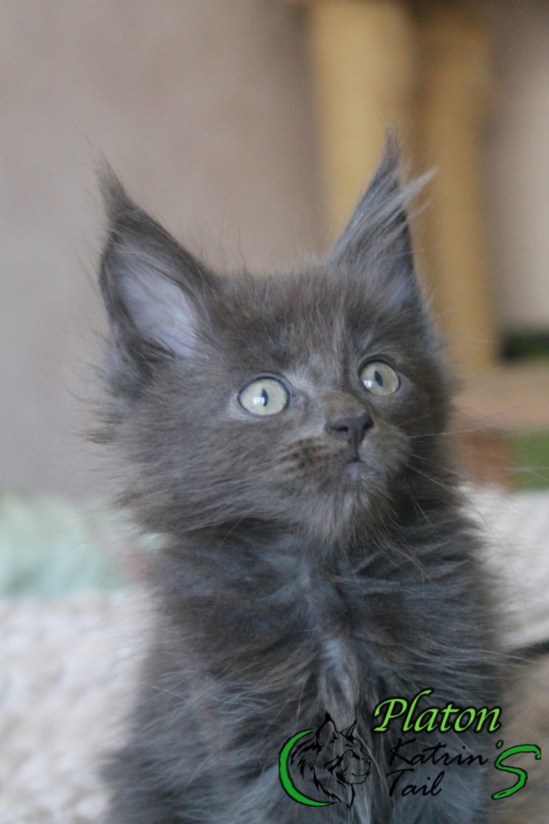 Ivory Coast питомник Мейн кунов