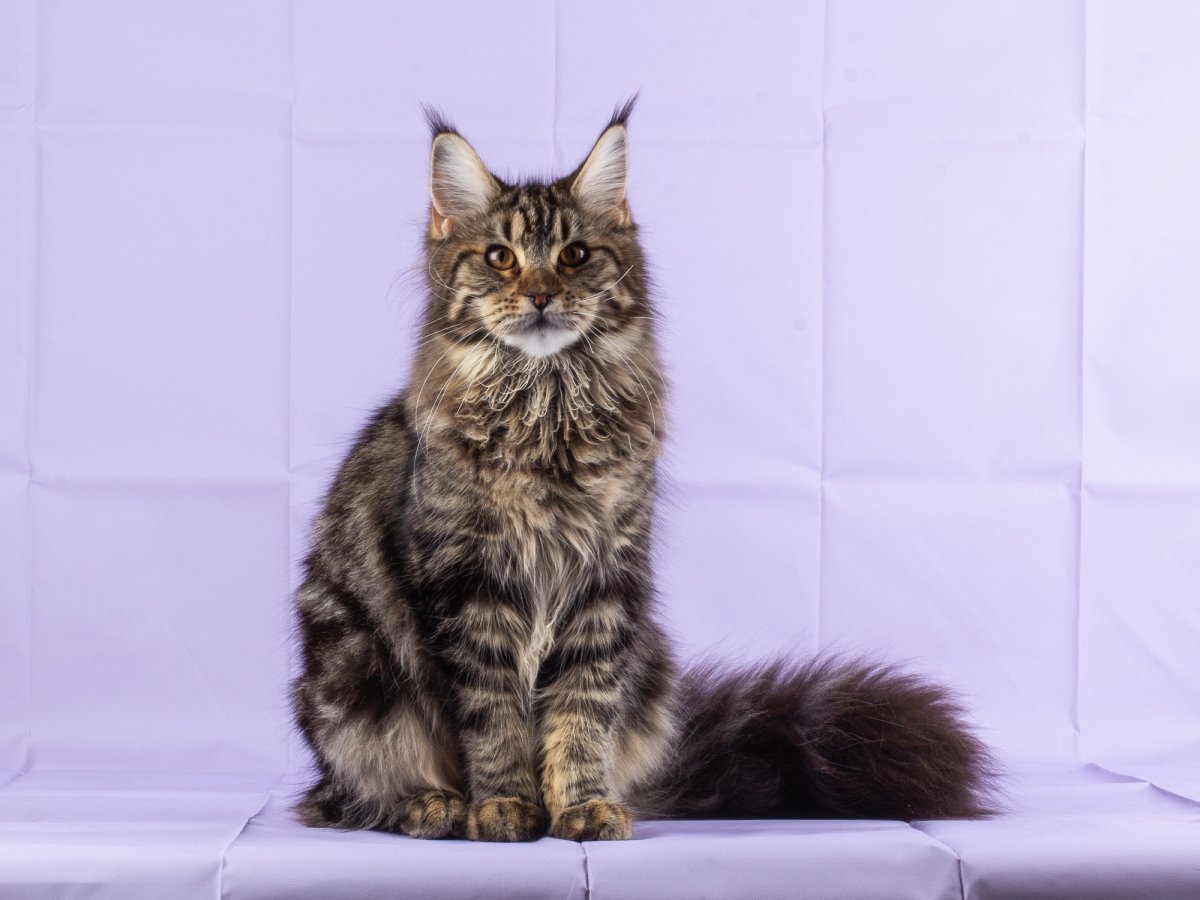 Дикий окрас Мейн куна