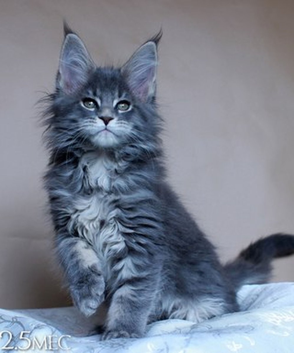 Семья Мейн кунов рыжих