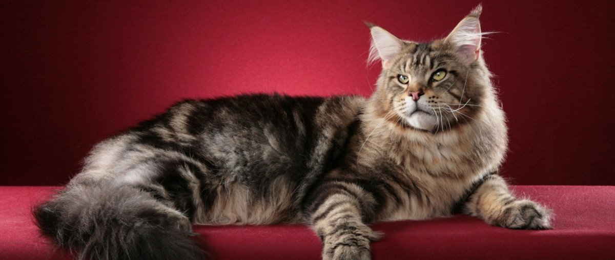 Кот большой породы Мейн кун