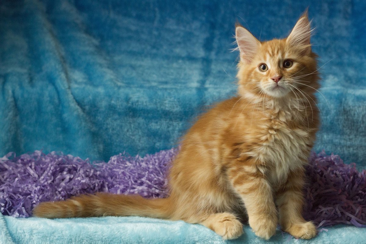 Мейн кун пушистый