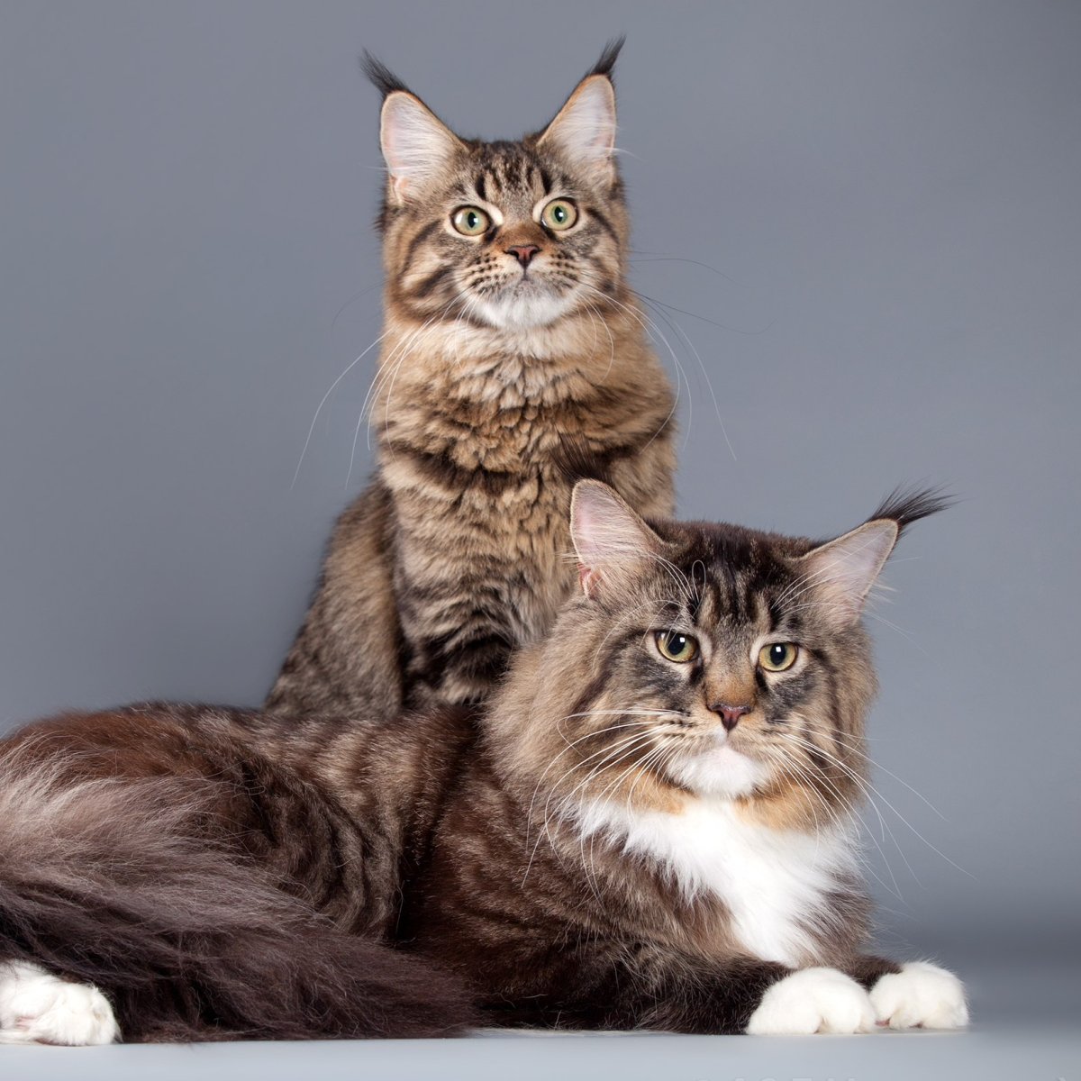 Красный Солид Мейн