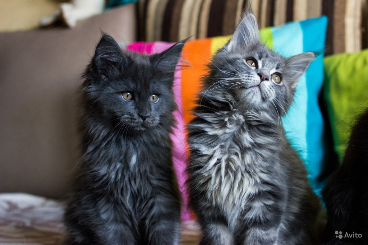 Мейн кун табби тигровый