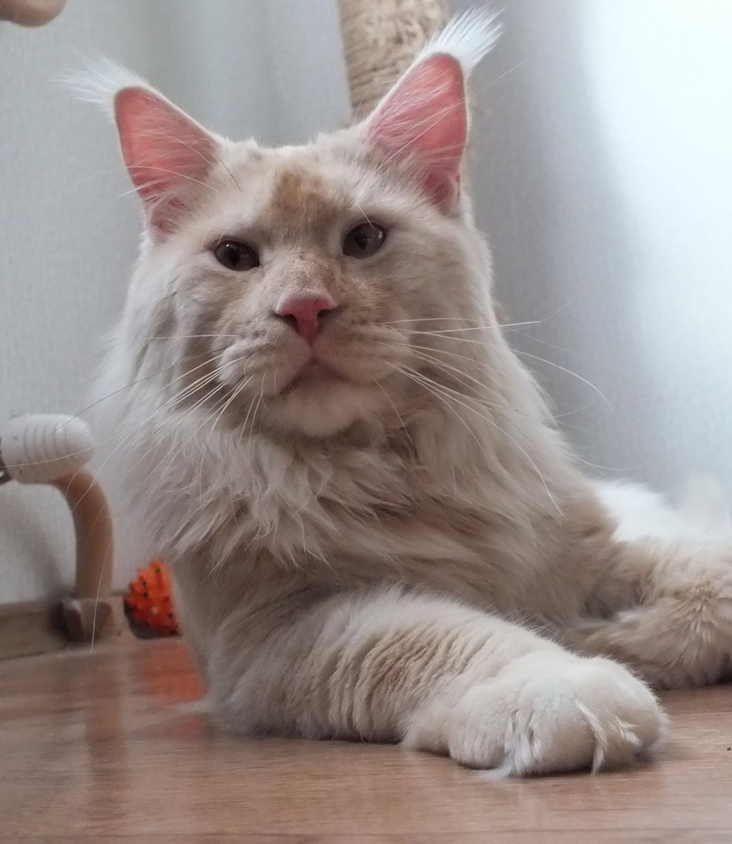 Каракал Гоша