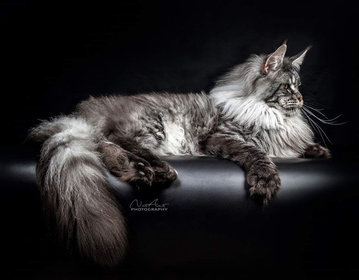 Мейн кун лиловый