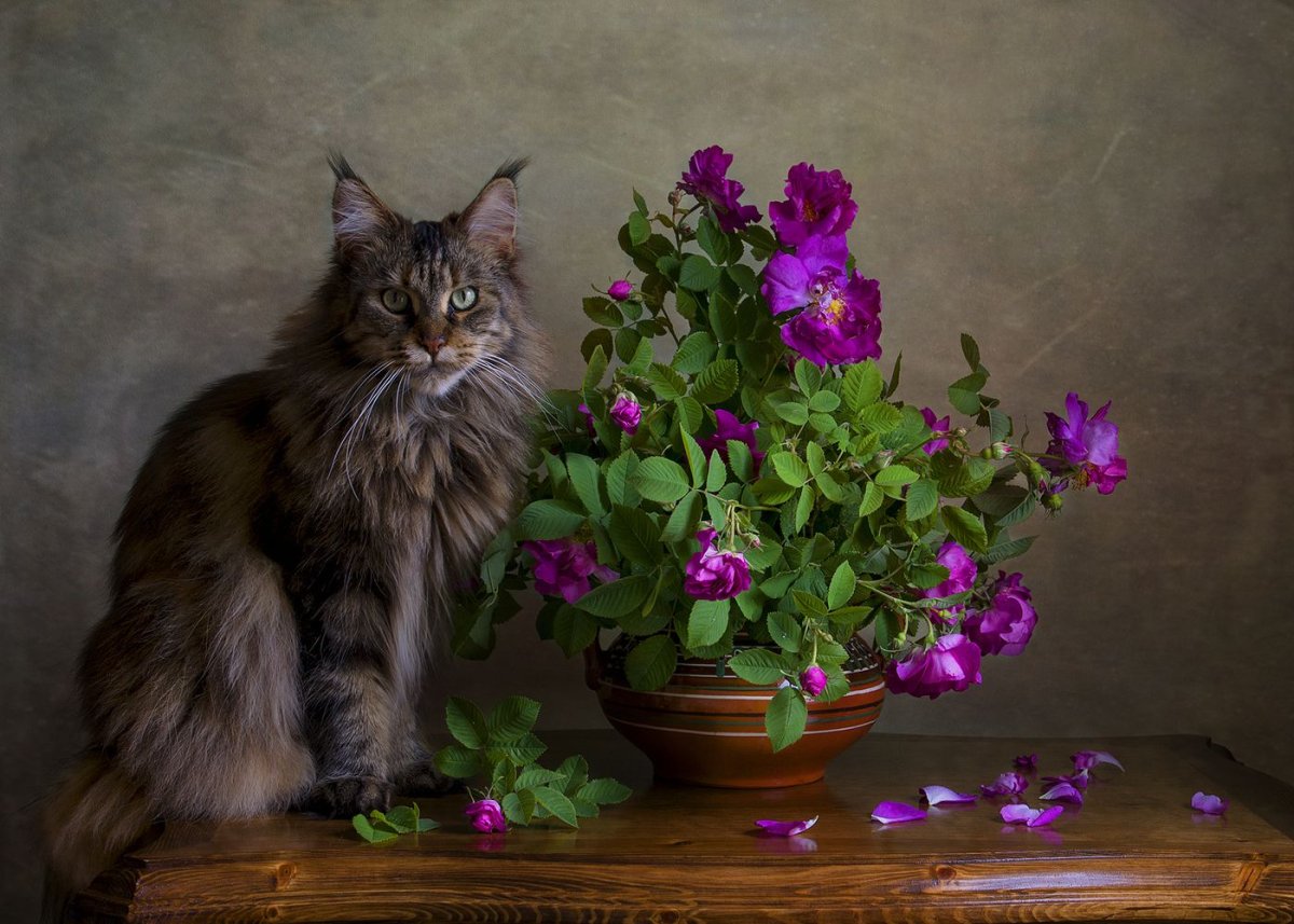 Мейн куны с цветами