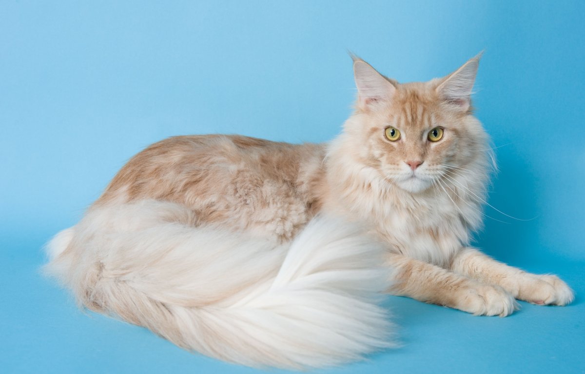 Кот на Светлом фоне