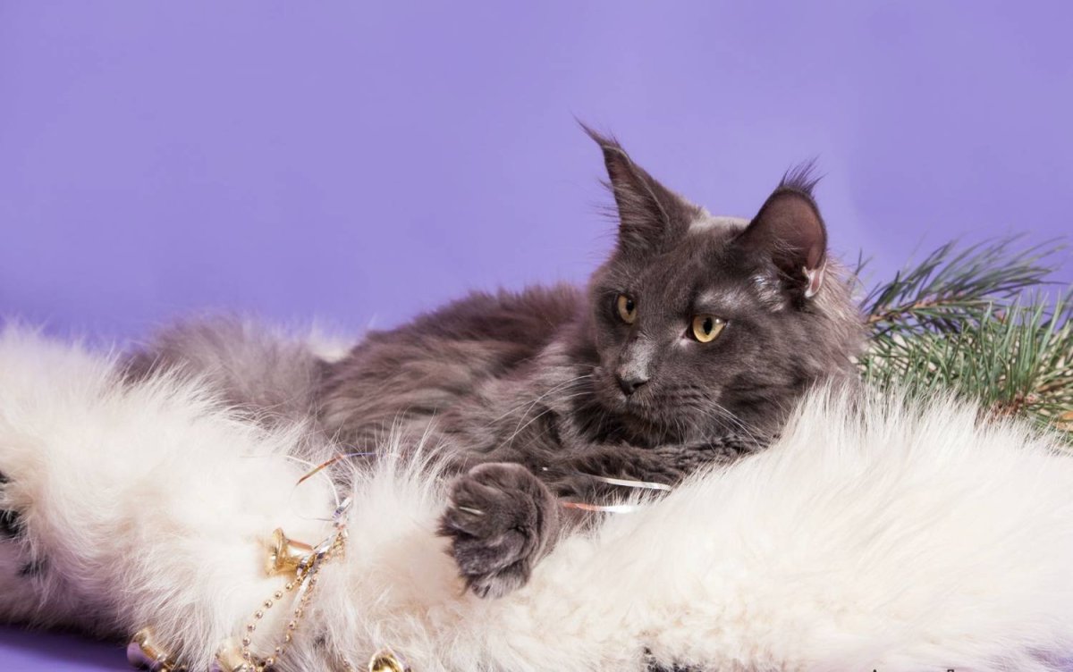 Мейн кун дымчатый