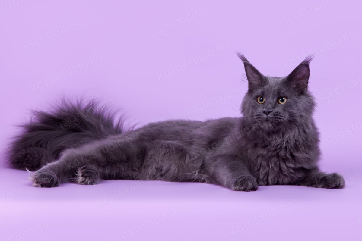 Кошка большая порода мейкун