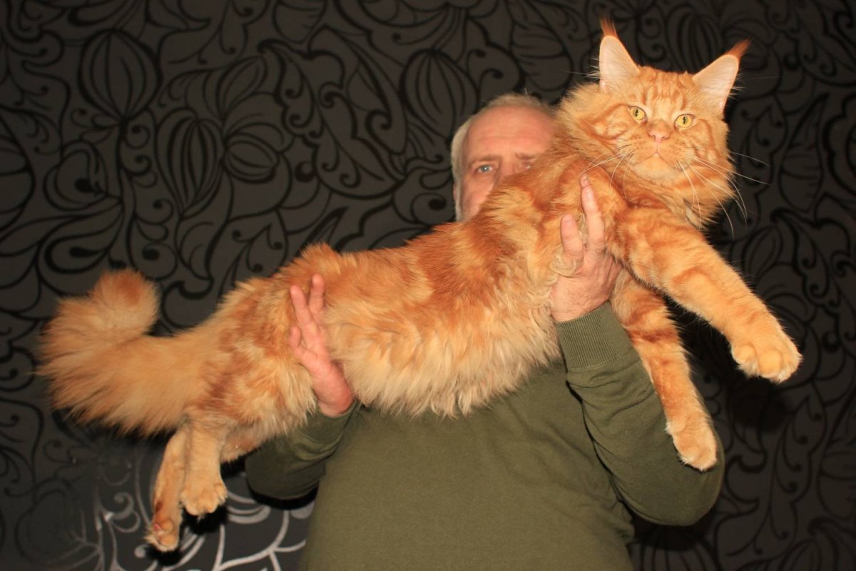 Грумминг Мейн кунов