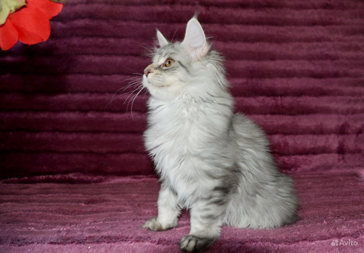 Белые коты Мейн куны