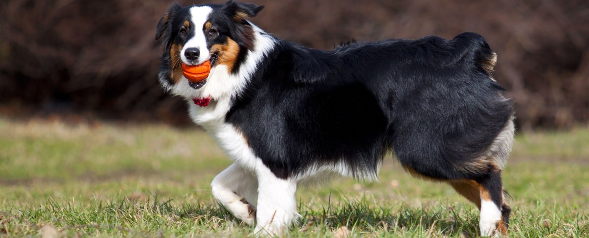 Австралийская овчарка Бесхво