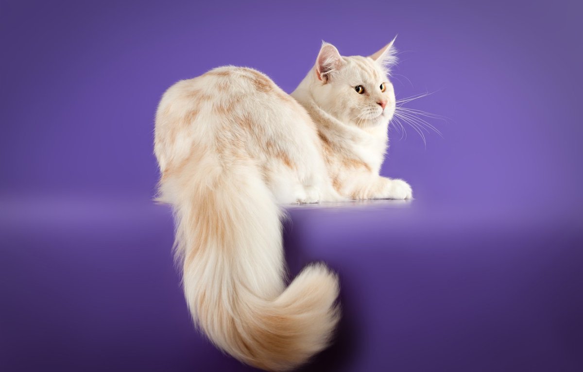 Мейнкун пушистый хвост ложит на спину