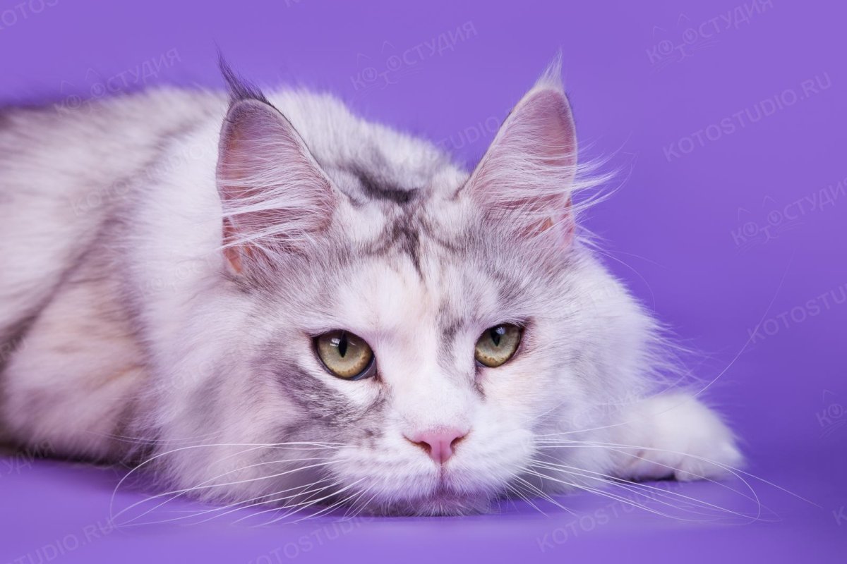 Мэйкун Манчкин