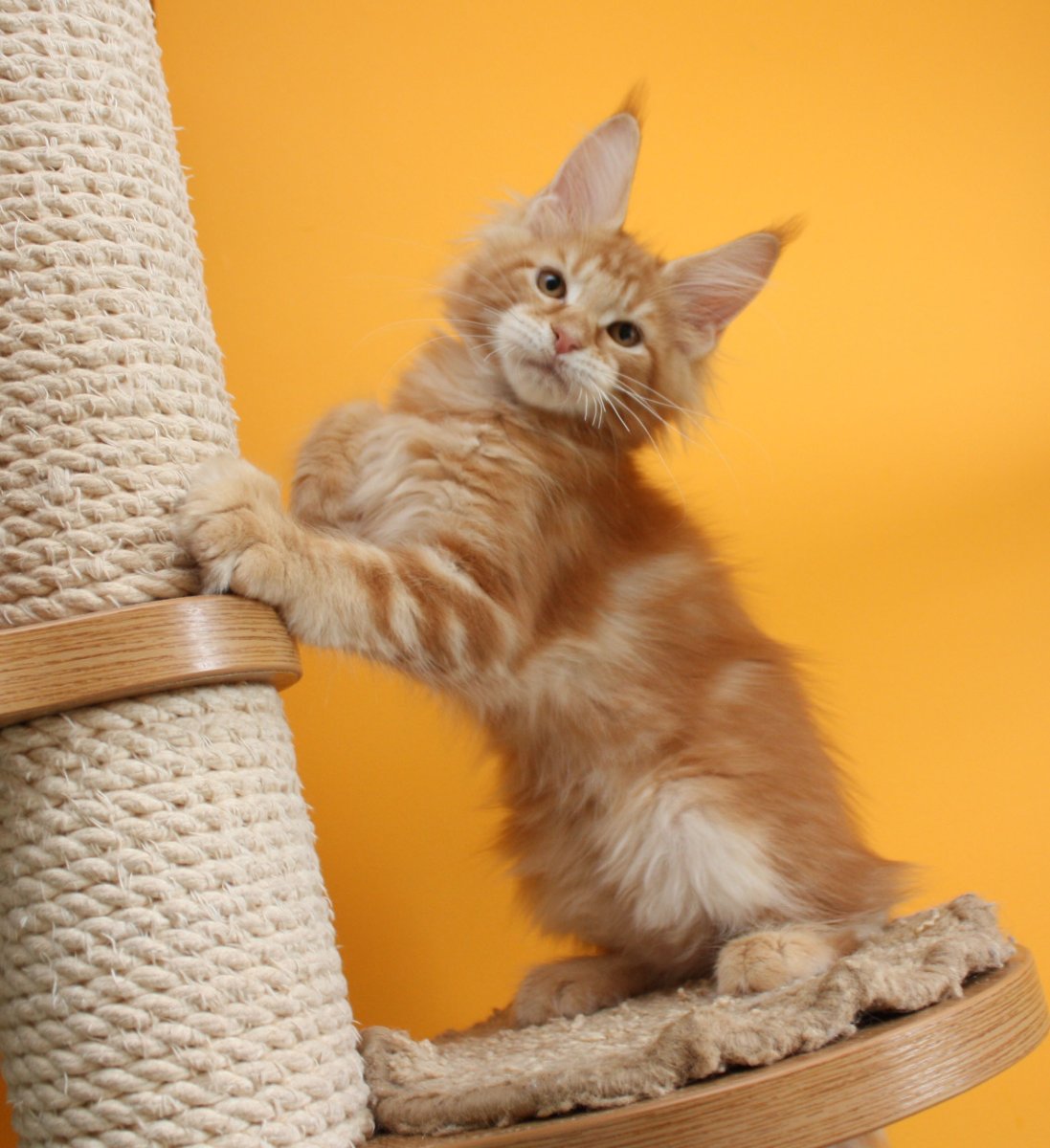 Мейн кун и Сибирская кошка