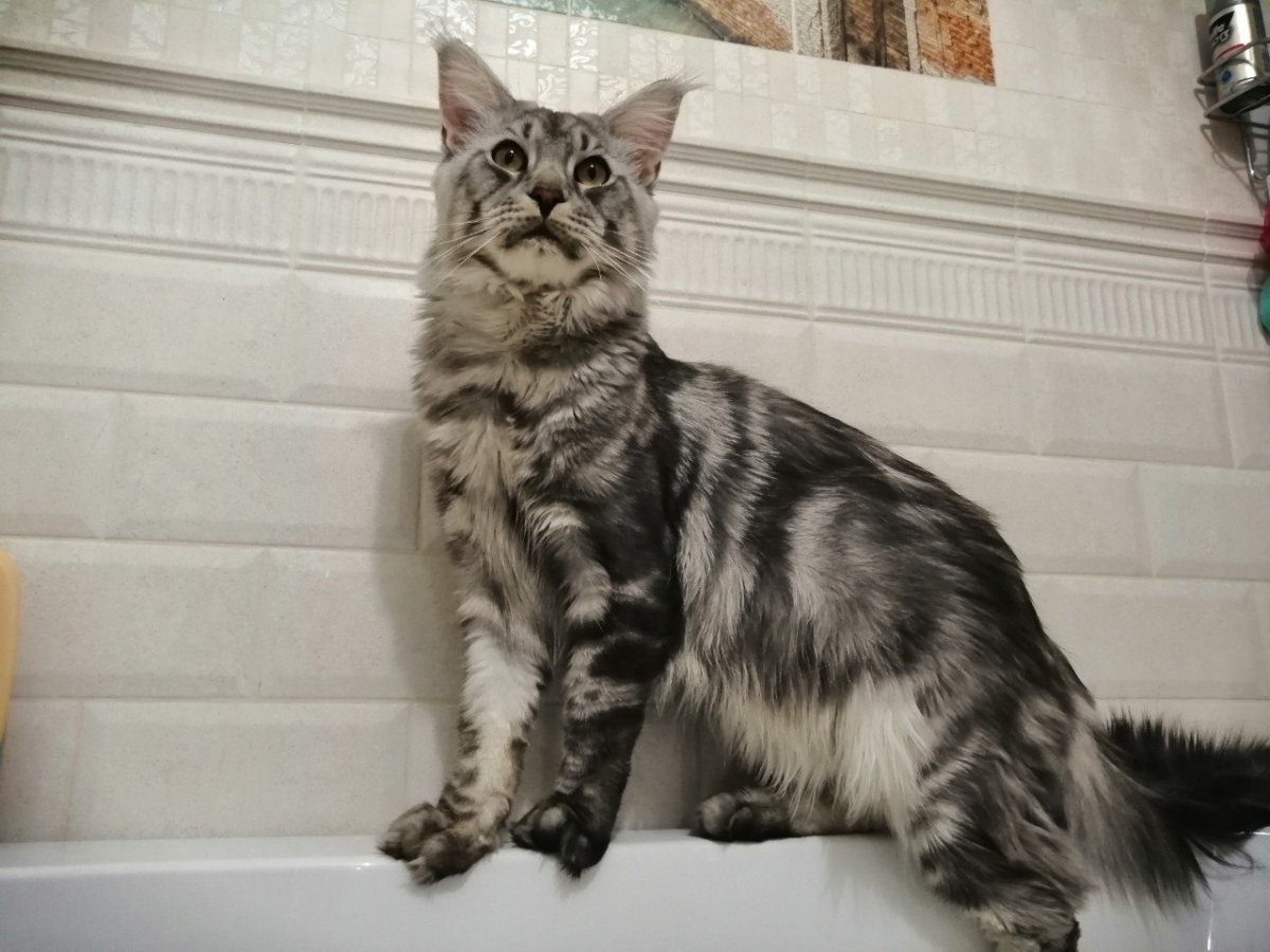 Лирикум Мейн кун