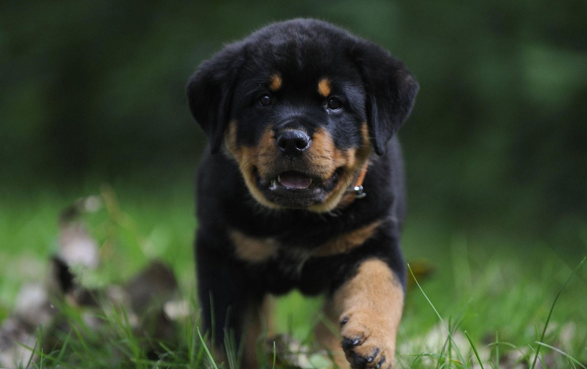 Ротвейлер щенок