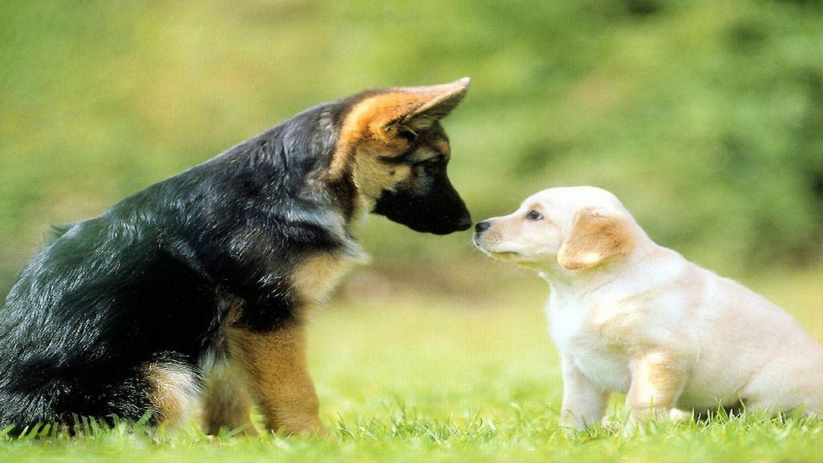 Золотистый ретривер и немецкая овчарка