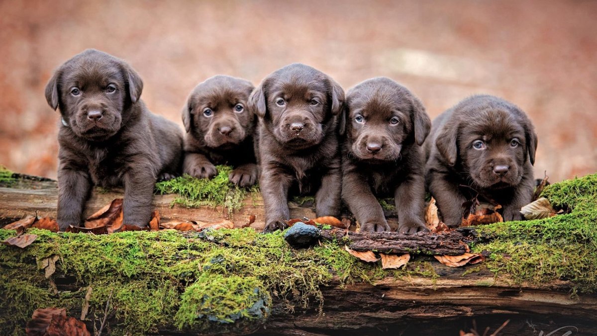 Рыжий ретривер