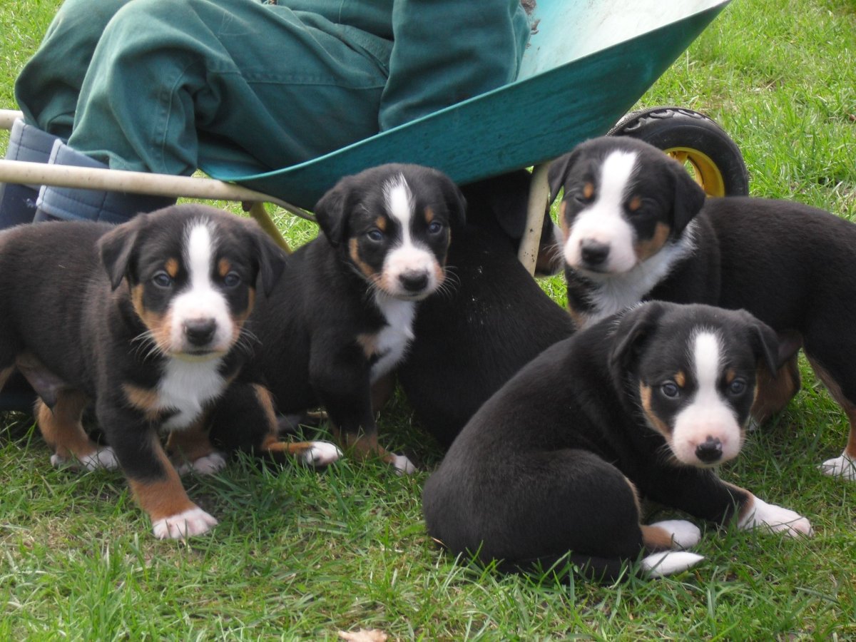 Щенок корги