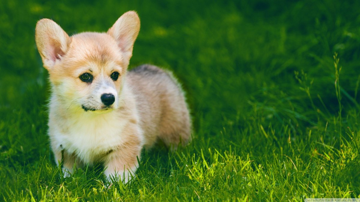 Порода собак Пекинес фото