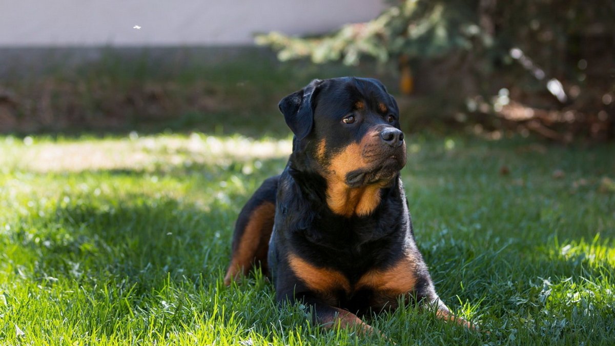 Альпийская овчарка Бернский зенненхунд