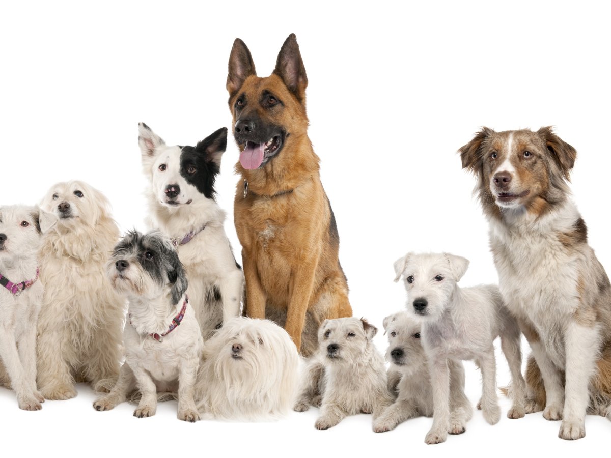 Вельш корги терьер