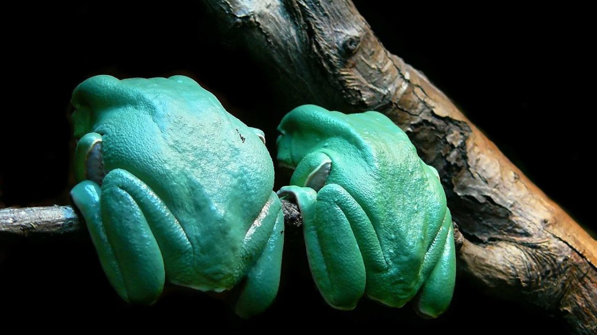 Бирюзовая лягушка