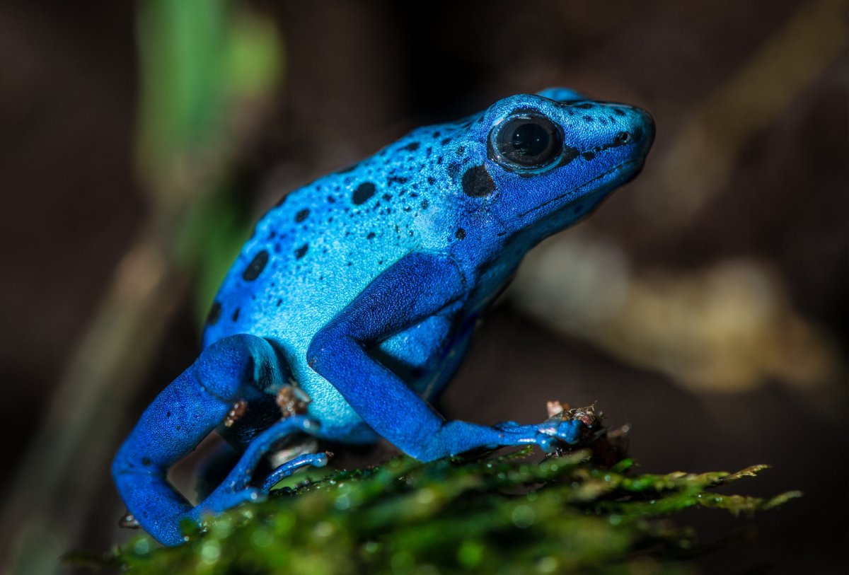 Птицеголосая квакша