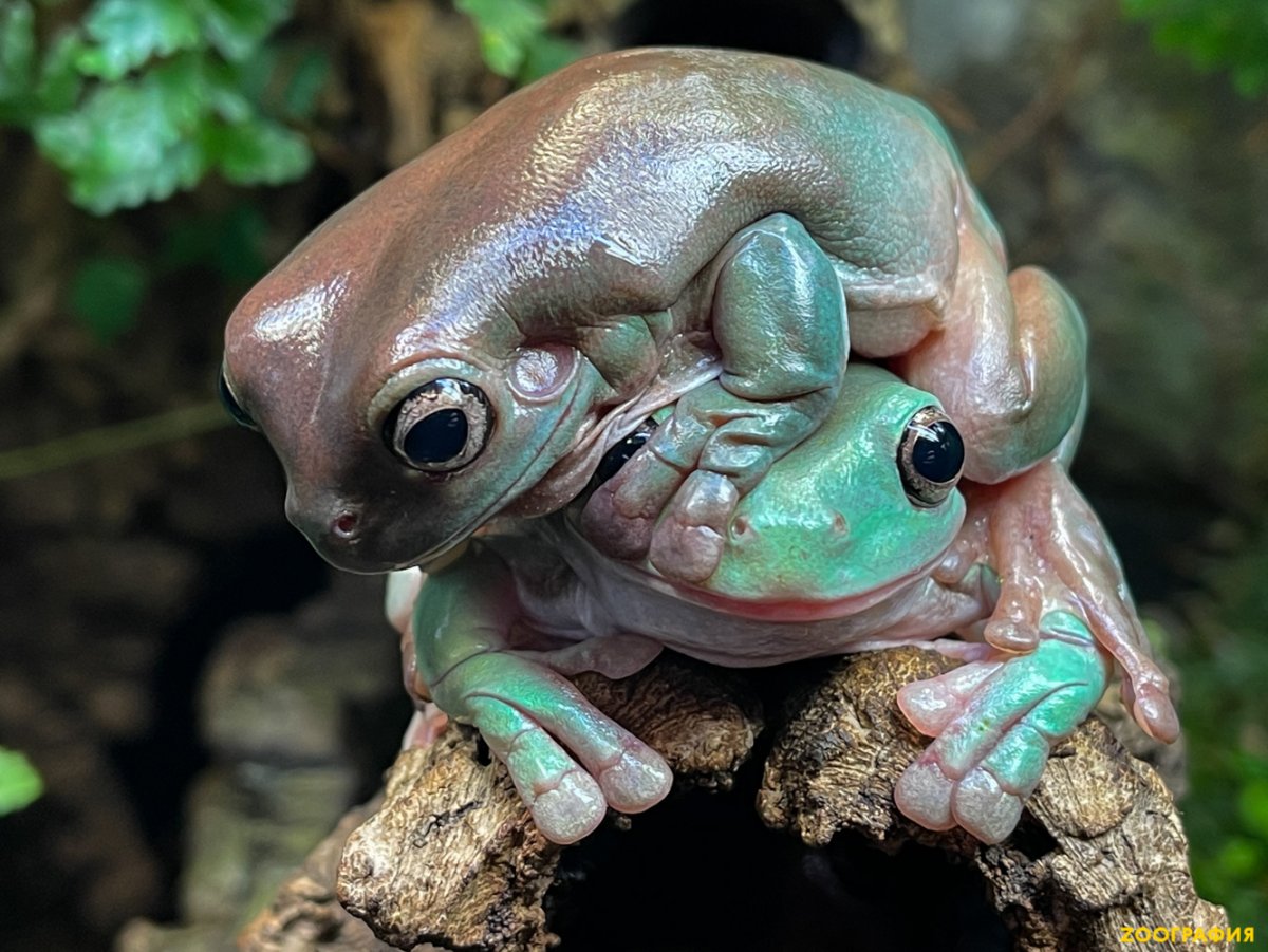 Квакша австралийская литория