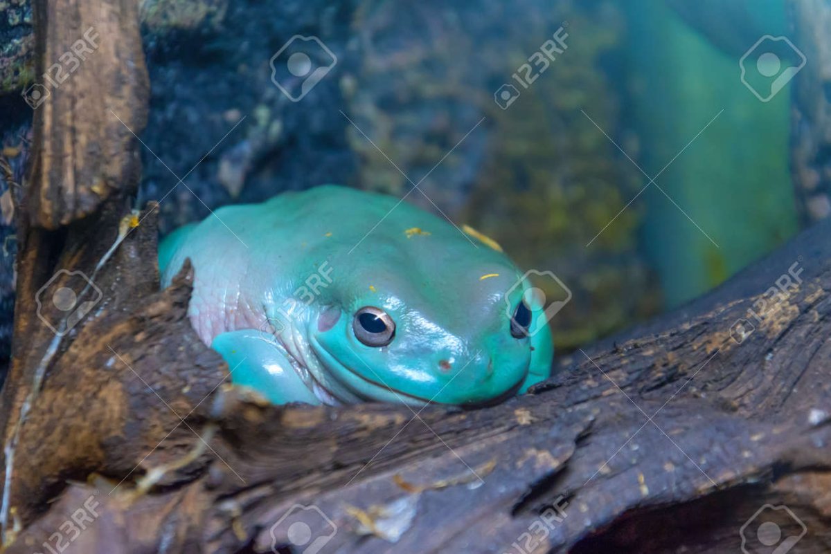 Голубая лягушка на белом фоне