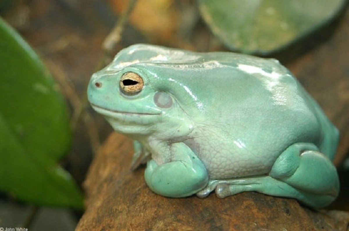 Квакша австралийская литория голубая