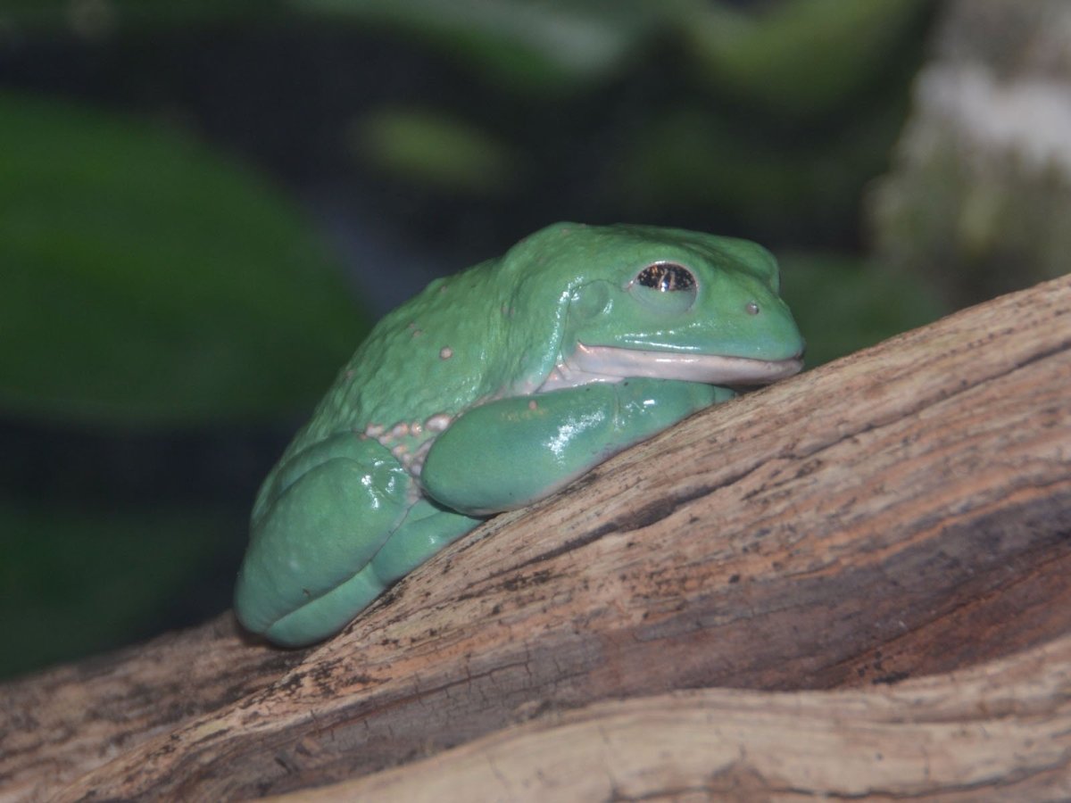 Квакша австралийская литория