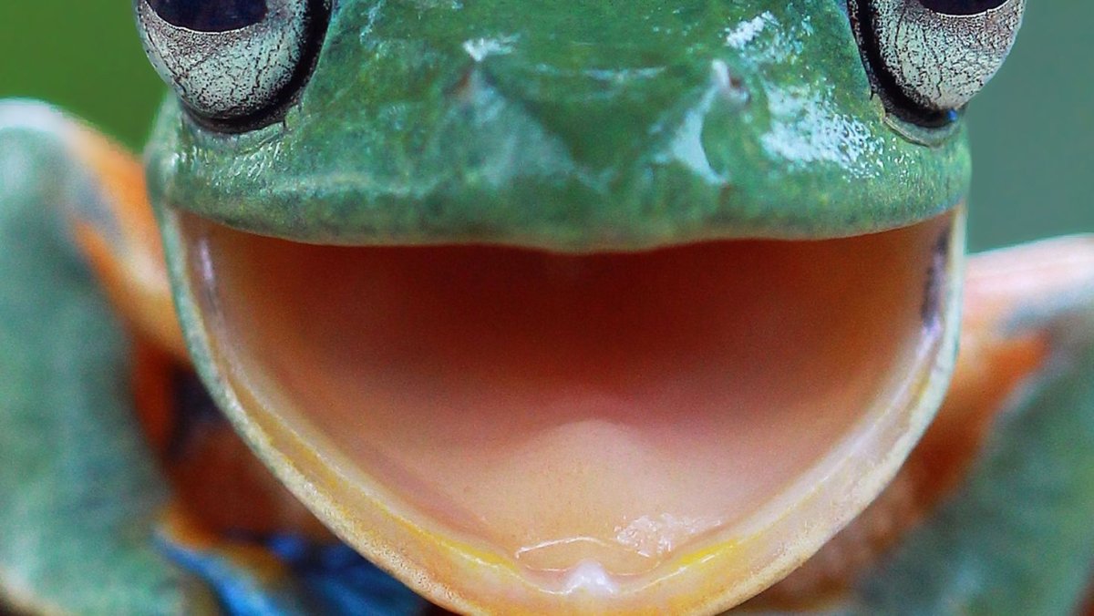 Маленькие милые лягушки