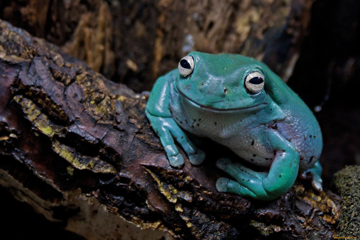 Австралийская голубая квакша