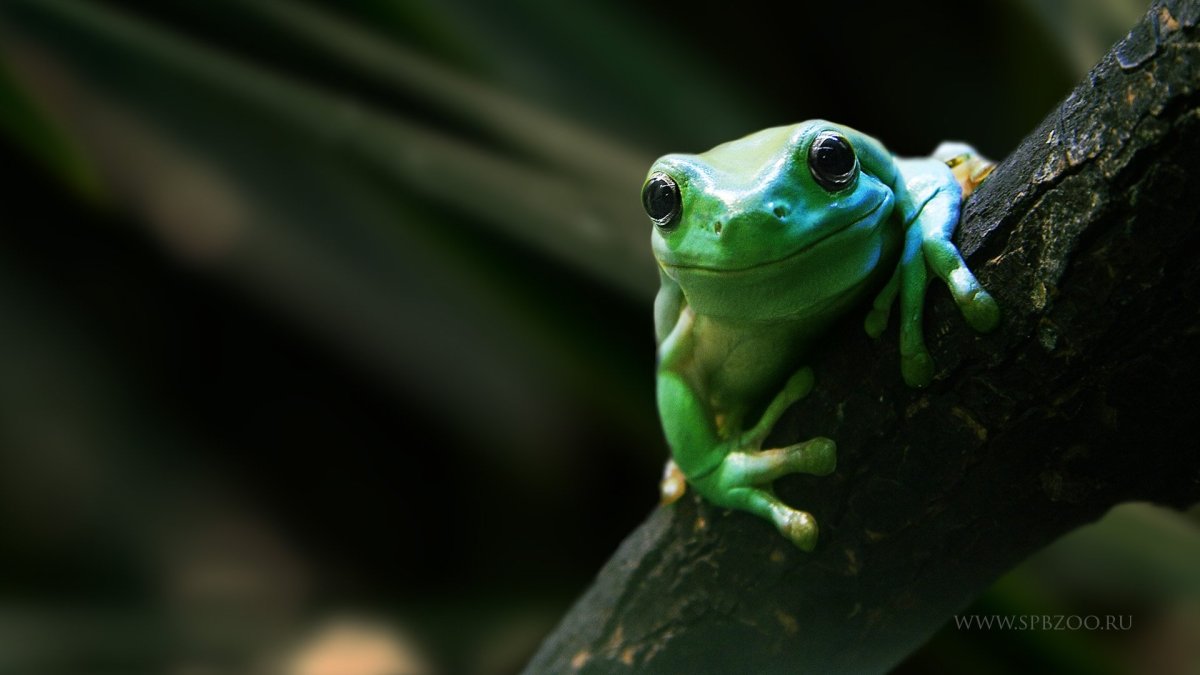 Квакша австралийская литория голубая