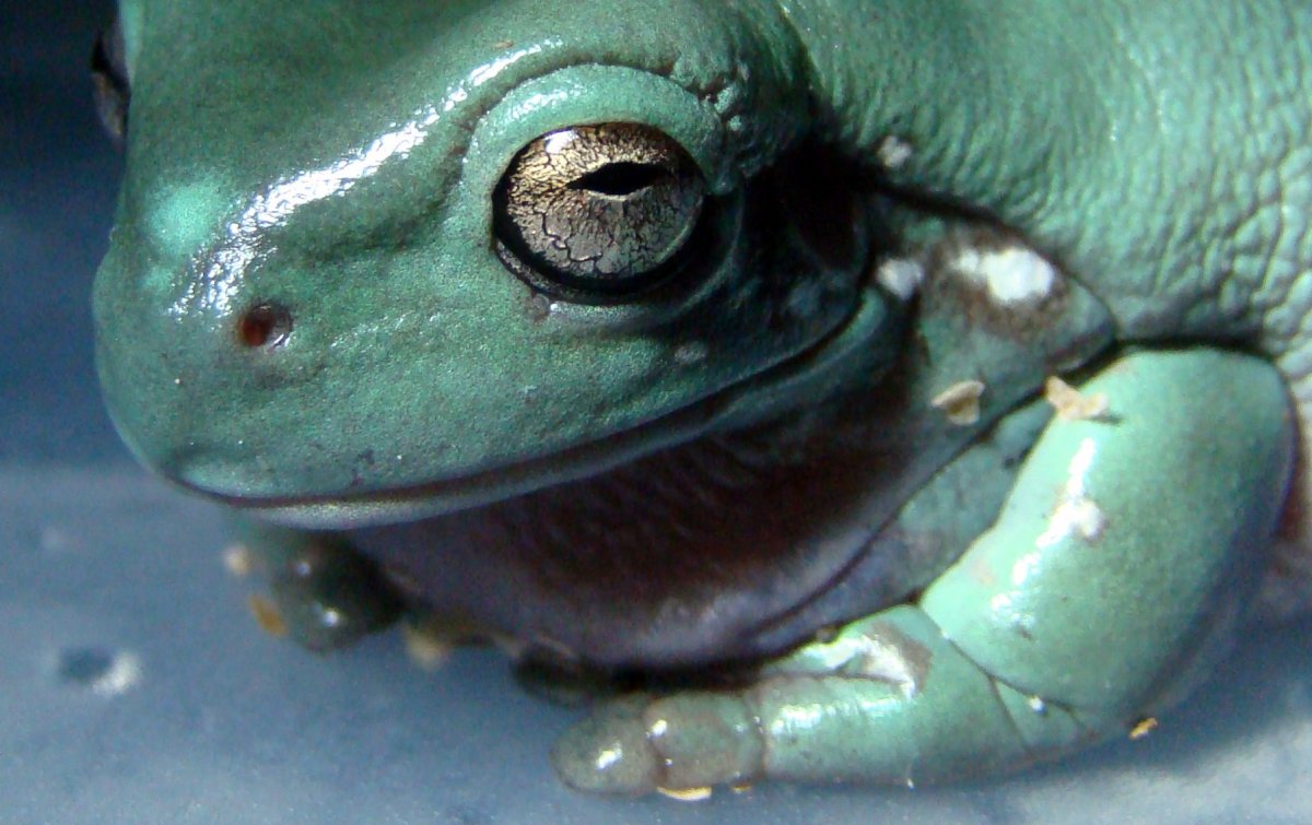 Лягушка голубая квакша