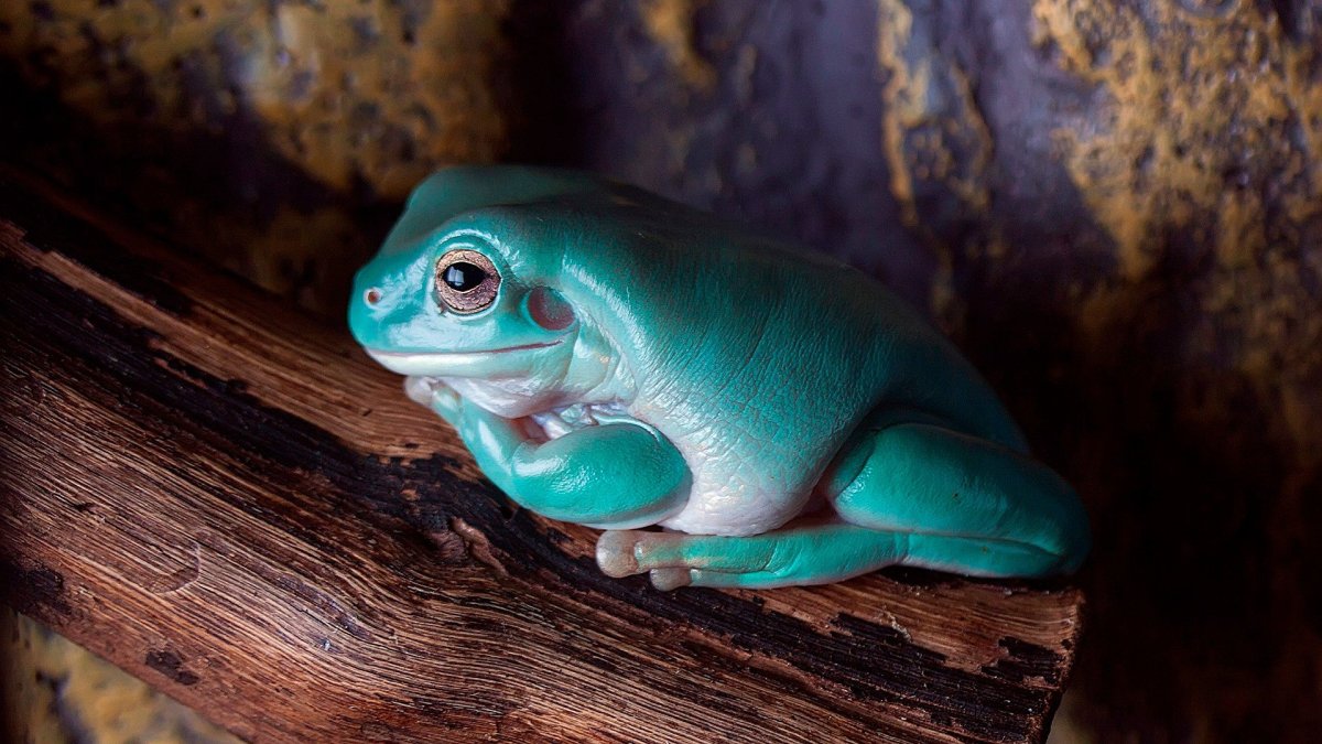Бирюзовая лягушка