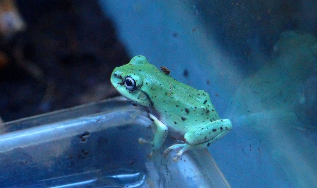 Австралийская голубая квакша